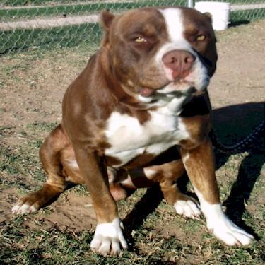 Stans Way Kennels Chocolate Pit Bull.jpg